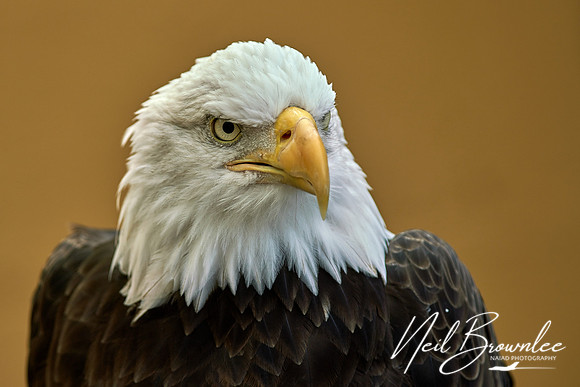 N_P07188