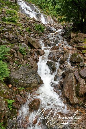 N_P07960