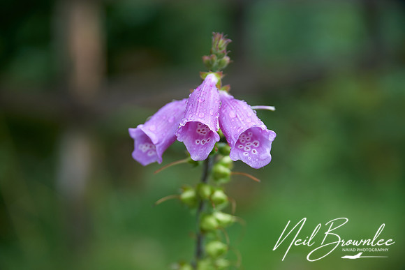 N_P08010
